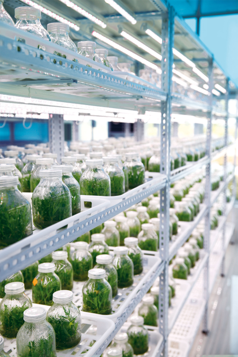Nutrilite 紐崔萊植物科技 - 紐崔萊培養營養價值最高的植物品種