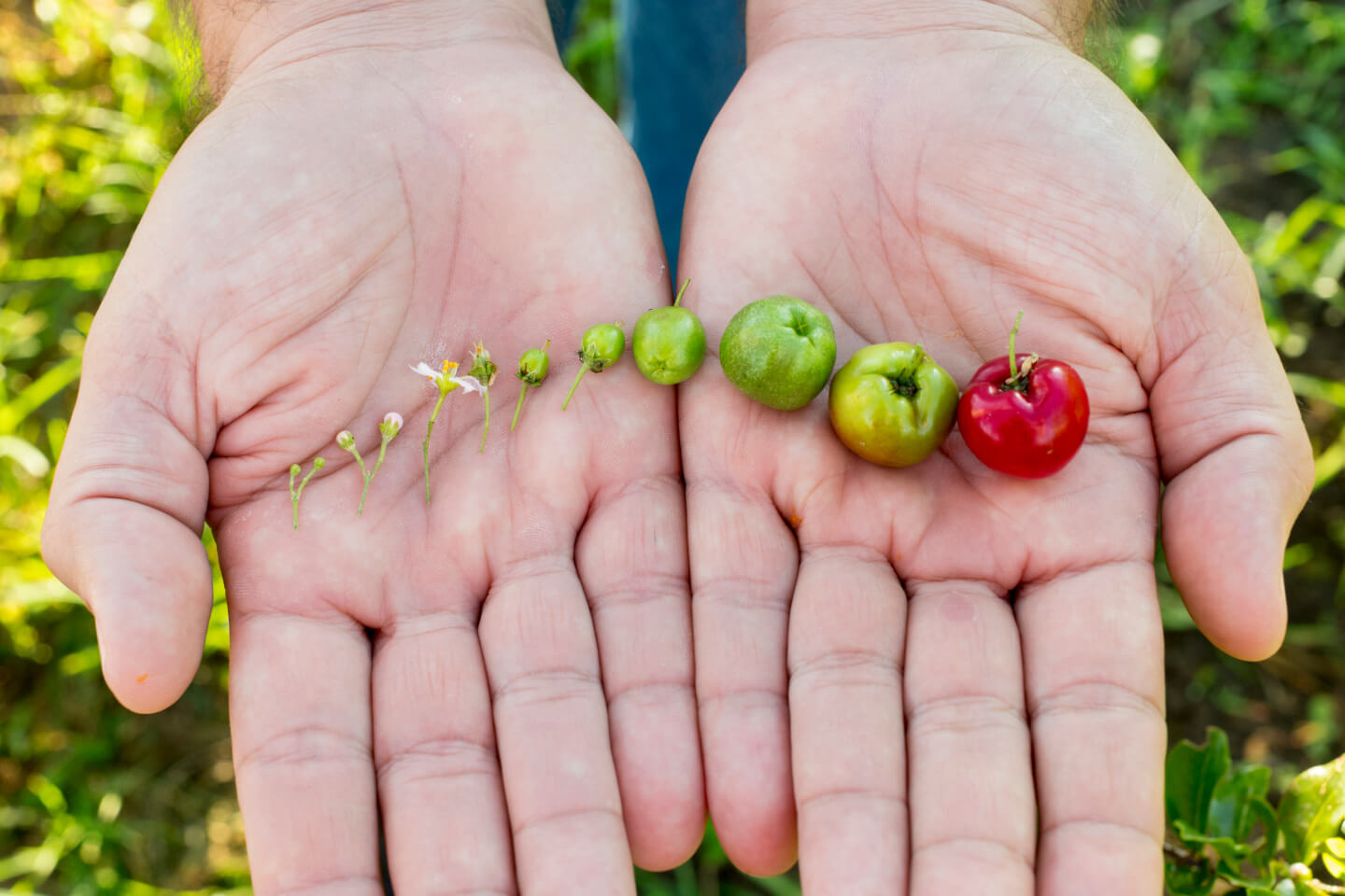 Nutrilite 紐崔萊營養保健食品 全程追溯 - 針葉櫻桃